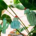 Faux Olive Trees: A Timeless Addition to Your Home Décor